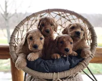 Buddy, a male Labradoodle for sale in Ghent, NY – 9 of 9