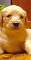 Bear, a male Labradoodle for sale in Ghent, NY – 4 of 10