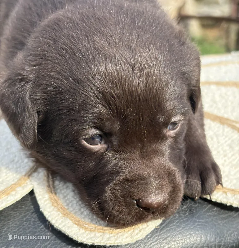 Ginger – Labrador Retriever puppy for sale in Ghent, NY