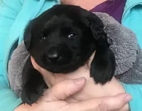 Ginger, a female Labrador Retriever for sale in Ghent, NY – Photo 4 of 8