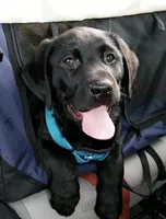 Ginger, a female Labrador Retriever for sale in Ghent, NY – Photo 6 of 8
