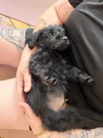 R2, a male Labradoodle for sale in Ghent, NY – 4 of 8