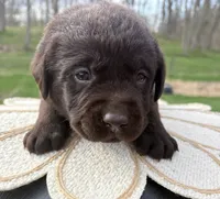 Ginger, a female Labradoodle for sale in Ghent, NY – 6 of 8