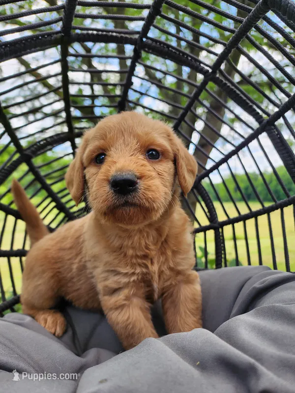 Buddy – Labradoodle puppy for sale in Ghent, NY