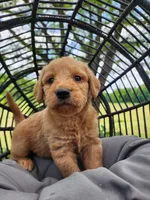 Buddy, a male Labradoodle for sale in Ghent, NY – 6 of 9
