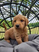 Buddy, a male Labradoodle for sale in Ghent, NY – 8 of 9