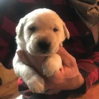 Ginger, a female Labradoodle for sale in Ghent, NY – 7 of 8