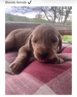 Duke, a male Labradoodle for sale in Ghent, NY – 4 of 7