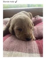 Duke, a male Labradoodle for sale in Ghent, NY – 3 of 7
