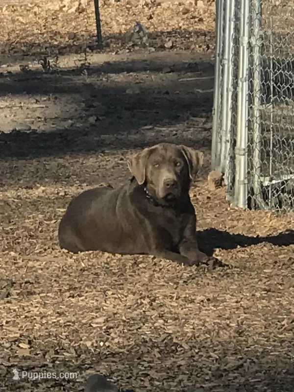 Ash – Labrador Retriever puppy for sale in Delta, CO