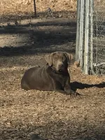 Ash, a female Labrador Retriever for sale in Delta, CO – 1 of 2