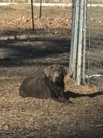 Ash, a female Labrador Retriever for sale in Delta, CO – 2 of 2