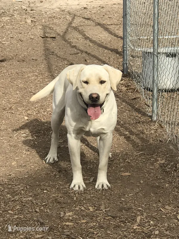 Kwan – Labrador Retriever puppy for sale in Delta, CO