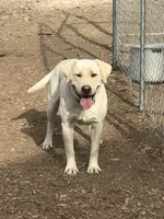 Kwan, a male Labrador Retriever for sale in Delta, CO – 1 of 1