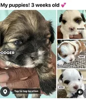 Dodger, a male Shih Tzu for sale in Modesto, CA – 2 of 2