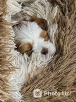 Padre, a male Shih Tzu for sale in Modesto, CA – 2 of 4