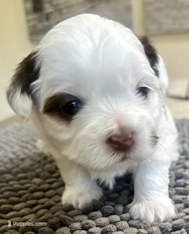Astro  – Shih Tzu puppy for sale in Modesto, CA