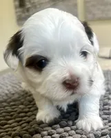 Astro , a male Shih Tzu for sale in Modesto, CA – 1 of 5