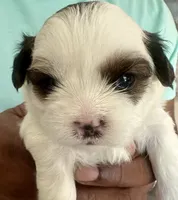 Ranger, a male Shih Tzu for sale in Modesto, CA – 1 of 4