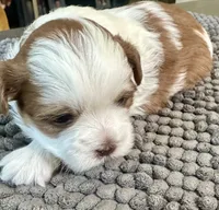 Padre, a male Shih Tzu for sale in Modesto, CA – 3 of 4