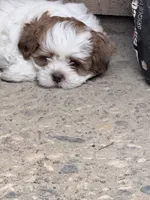 Padre, a male Shih Tzu for sale in Modesto, CA – 4 of 4