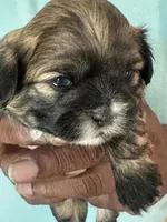 Dodger, a male Shih Tzu for sale in Modesto, CA – 1 of 2
