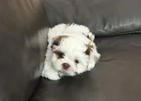 Astro , a male Shih Tzu for sale in Modesto, CA – 2 of 5