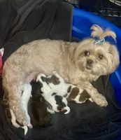 Ranger, a male Shih Tzu for sale in Modesto, CA – 3 of 4