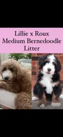 Winnie, a female Bernedoodle for sale in Mustang, OK – 7 of 8