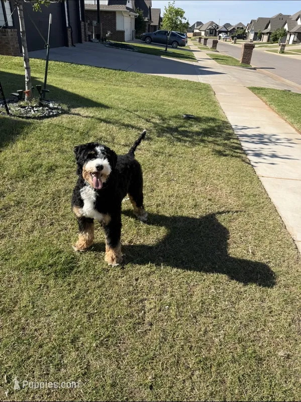 Winnie – Bernedoodle puppy for sale in Mustang, OK