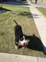 Winnie, a female Bernedoodle for sale in Mustang, OK – 3 of 8