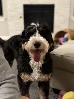 Winnie, a female Bernedoodle for sale in Mustang, OK – 5 of 8