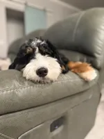 Winnie, a female Bernedoodle for sale in Mustang, OK – 4 of 8