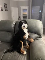 Winnie, a female Bernedoodle for sale in Mustang, OK – 8 of 8