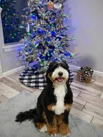 Winnie, a female Bernedoodle for sale in Mustang, OK – 2 of 8