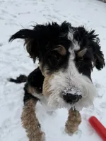 Winnie, a female Bernedoodle for sale in Mustang, OK – 6 of 8