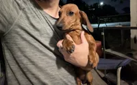 Tiny, a female Dachshund for sale in Harlingen, TX – 1 of 4