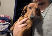 Tiny, a female Dachshund for sale in Harlingen, TX – 2 of 4