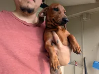 Tiny, a female Dachshund for sale in Harlingen, TX – 3 of 4
