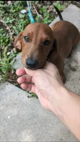 Tiny, a female Dachshund for sale in Harlingen, TX – 4 of 4