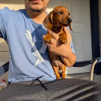 Tiny, a female Dachshund for sale in Harlingen, TX – Photo 2 of 2