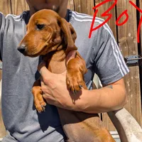 Arlo, a male Dachshund for sale in Harlingen, TX – Photo 3 of 3