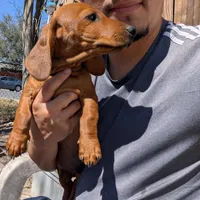 Arlo, a male Dachshund for sale in Harlingen, TX – Photo 2 of 3