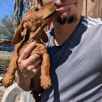 Arlo, a male Dachshund for sale in Harlingen, TX – Photo 1 of 3