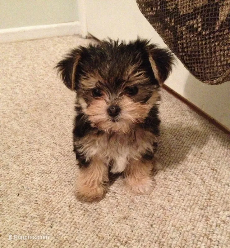 Emily – Yorkshire Terrier puppy for sale in Duncanville, TX
