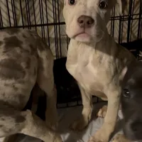 Left eye, a female American Bully for sale in Brooklyn, NY – Photo 2 of 6