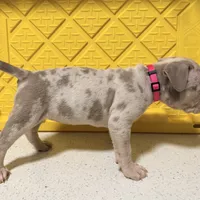 Left eye, a female American Bully for sale in Brooklyn, NY – Photo 6 of 6