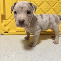 Left eye, a female American Bully for sale in Brooklyn, NY – Photo 3 of 6