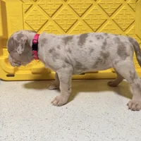 Left eye, a female American Bully for sale in Brooklyn, NY – Photo 5 of 6