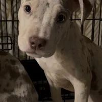 Left eye, a female American Bully for sale in Brooklyn, NY – Photo 1 of 6